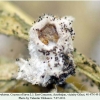 melitaea arduinna2 cocoon of larva3c